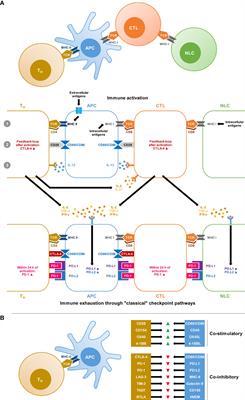 Checkpoint inhibitors as immunotherapy for fungal infections: Promises, challenges, and unanswered questions